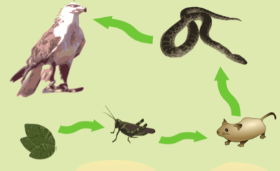 Leaves are eaten by grasshoppers. Mice eat the grasshoppers and snakes eat the mice. Hawks eat snakes.