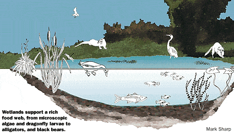 A lake biome with many different creatures.