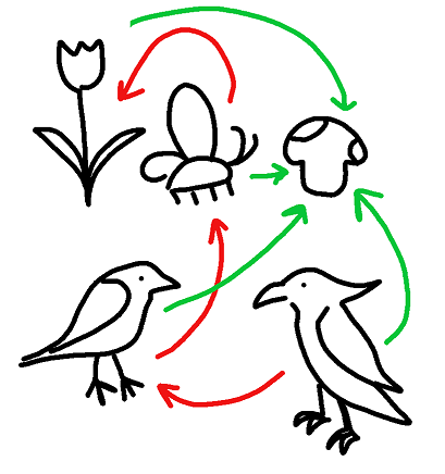 The image displays a food web connecting hawks that eat birds, birds that eat butterflies, and butterflies that eat flower nectar. Every organism is connected back to a mushroom.