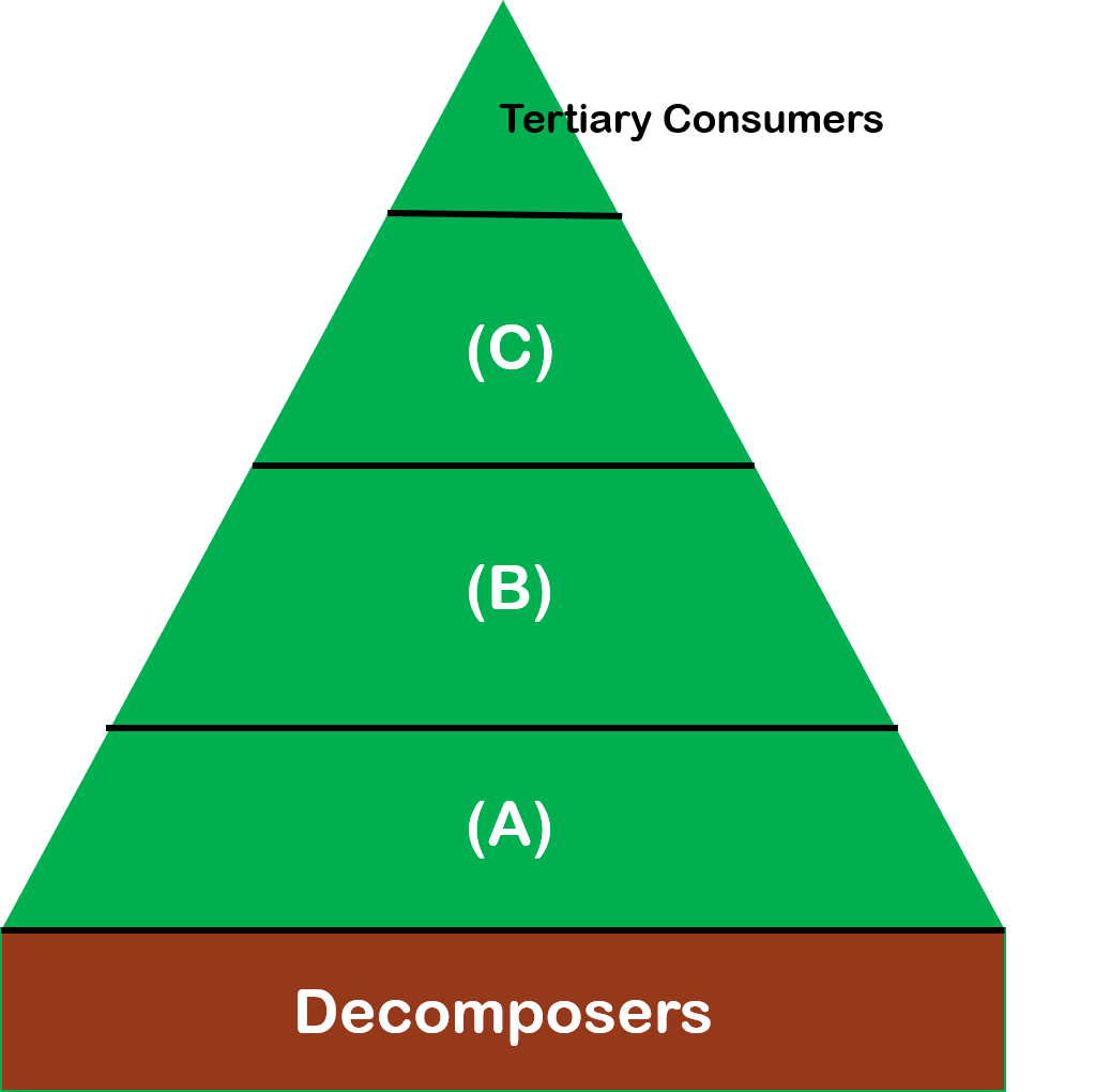 The bottom of an energy pyramid is occupied by decomposers.  Directly above decomposers is the level (A), then (B), then (C).  At the top of the energy pyramid are the tertiary consumers. 