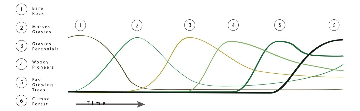 This is a chart that shows the population sizes of bare rock and 5 other species: 1. Mosses Grasses, 2. Grasses Perennials, 3. Woody Pioneers, 4. Fast Growing Trees, 5. Climax Forest. The graph starts with the number of bare rock starts at the highest quantity and then decreases. As the rock number decreases, the mosses grasses increases. Once mosses grass population reaches the same quantity of the rock number, the population of mosses decreases and then the grasses perennials population increases. This trend continues through all the 5 species. At the end of the graph, all the species population begin to plateau.