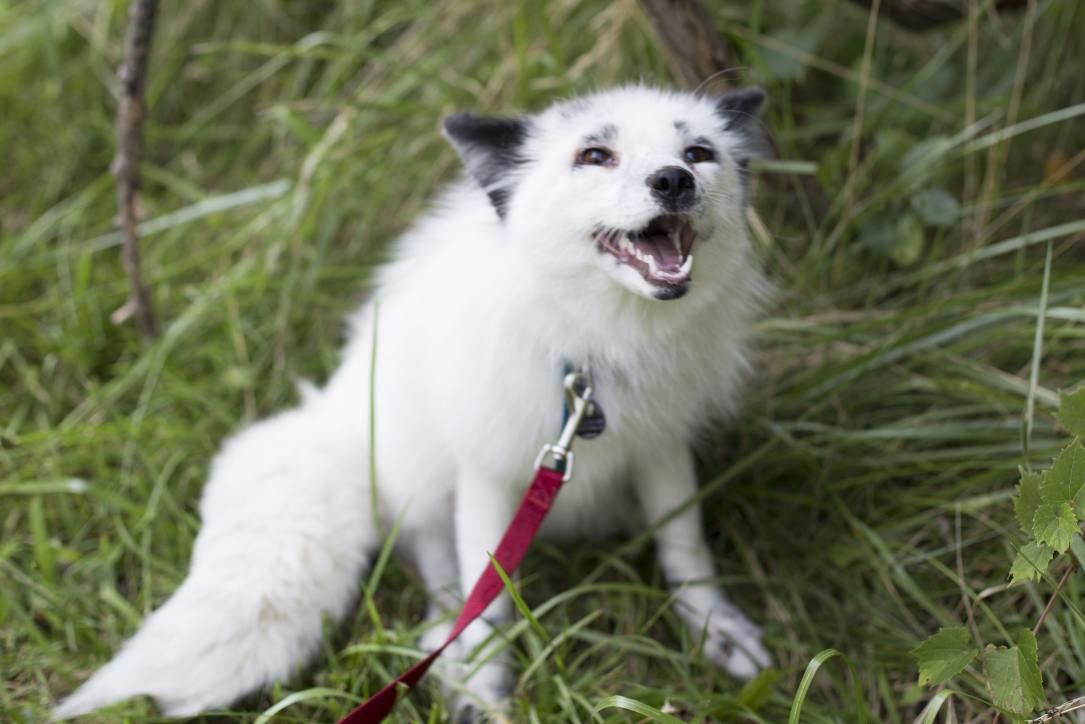 An image of a white fox with black spots on a red leash.