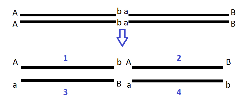 Two homologous chromosomes contain a segment with genes A and B. One has genotype capital A lowercase b. The other has lowercase a uppercase B. Strand 1 has uppercase A lowercase b. 2 has uppercase A uppercase B. 3 has lowercase a uppercase B. 4 has lowercase a lowercase b.