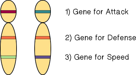 This is a picture of two chromosomes. They each contain a gene for the trait called attack. One chromosome has a red allele, the other has a blue allele.
