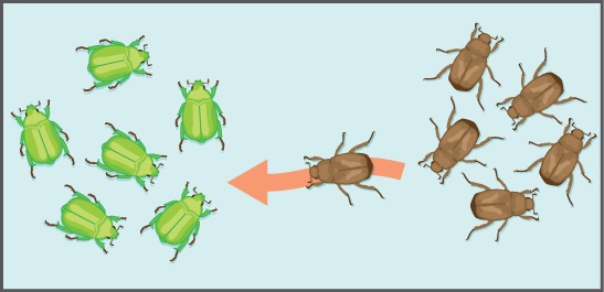 A group of brown beetles is pictured to the right.  There is an arrow pointing left with a brown beetle on it.  A group of green beetles with one brown beetle is shown to the left.  