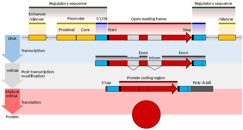 Synthesis of a protein