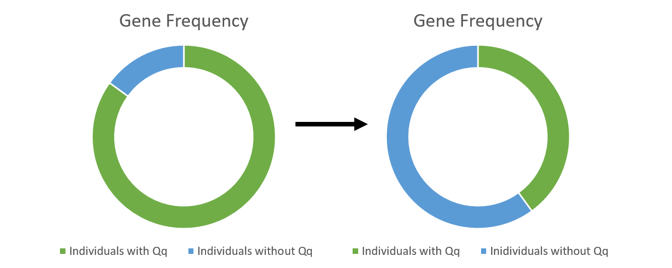 The first diagram shows that there are many more individuals with Qq than those without Qq.  The second shows that most of the individuals don't have Qq while few of them do have Qq 