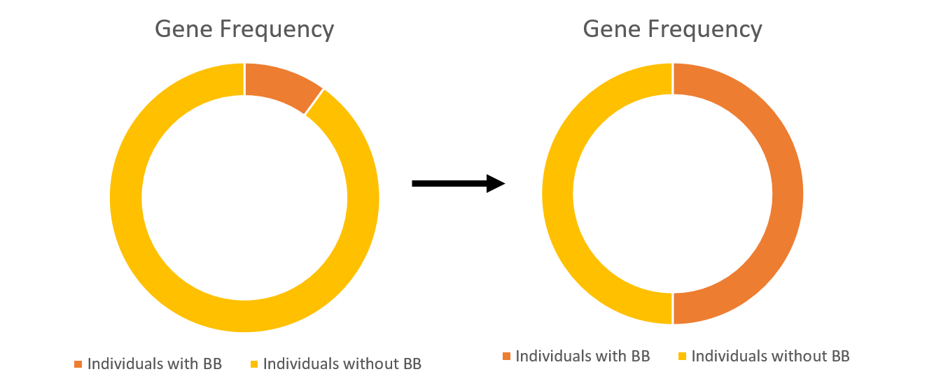 The first diagram shows that there are many more individuals without BB than those with BB. The second shows that half the individuals have BB while the other half do not.