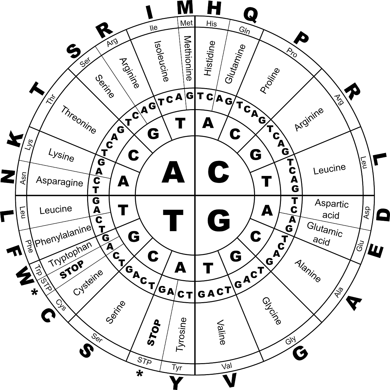The image displays what sequences of genetic code correspond to each amino acid.