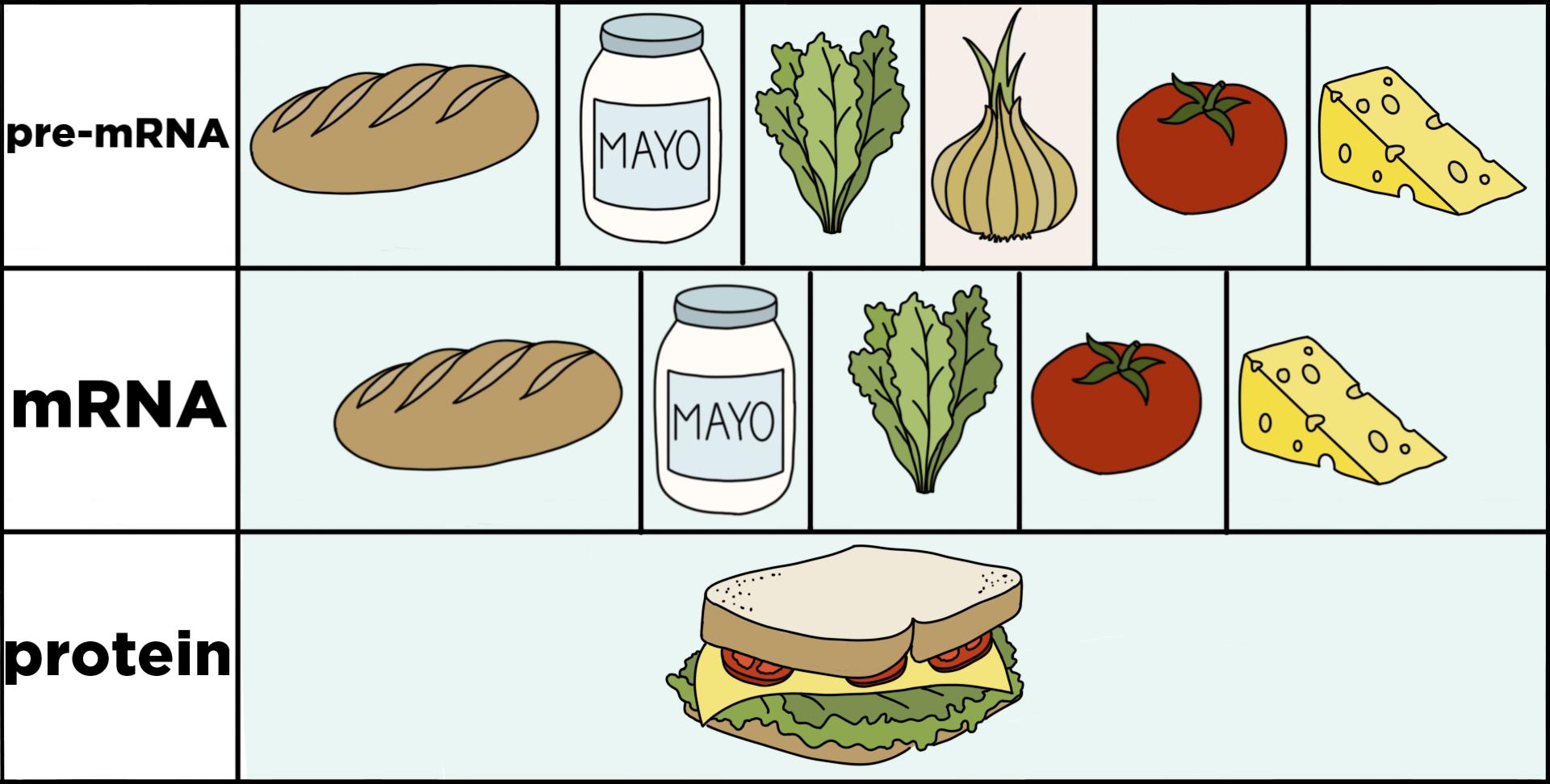 pre-mRNA consisting of bread, mayo, lettuce, onion, tomato, and cheese. mRNA consisting of bread, mayo, lettuce, tomato, and cheese. The sandwich represents a protein.