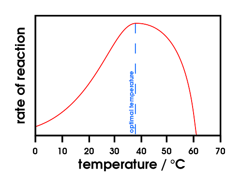 The graph shows the rate of a certain reaction at various temperatures. The rate increases from 0 degrees until it reaches the optimal temperature of 37 degrees. Then it rapidly decreases as the temperature keeps increasing, until it reaches 0 around 60 degrees.