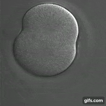 A GIF showing a cell pulling apart in opposite directions.