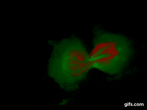 A cell with two re-forming nuclei, and an almost divided cytoplasm.