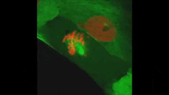 A GIF of a cell dividing