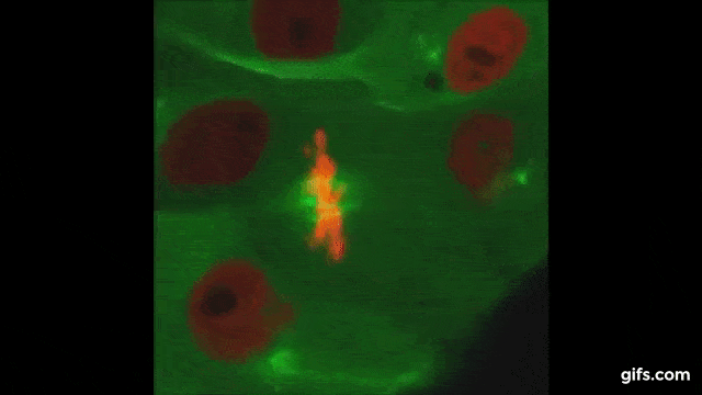 A GIF of a cell undergoing mitosis