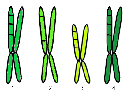 Chromosome 1 is large, has three genes, and is green.  Two is the same size and only one gene.  Three is small and yellow.  Chromosome 4 is large, has three genes, and is green. 