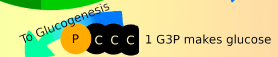 The image contains a cropped portion of the original diagram showing the G3P leaving the cycle for glucogenesis.