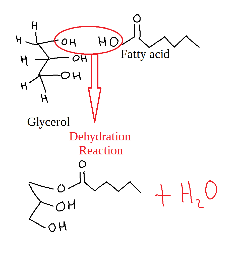 The image shows the synthesis of a monoglyceride from a glycerol and a fatty acid. The glycerol, C3H8O3, uses one of its alcohol groups to undergo a dehydration reaction with the carboxylic acid of the fatty acid. This results in a monoglyceride and an H2O molecule.
