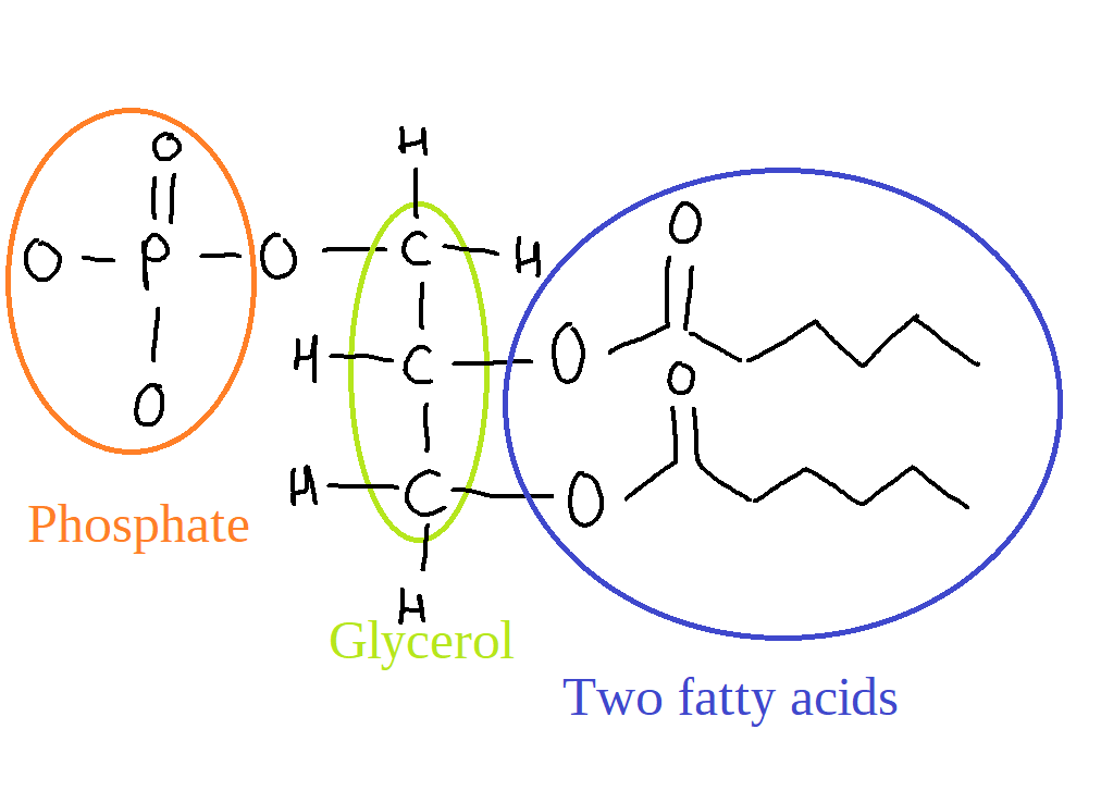 The image shows the generic structure of a glycerophospholipid. The phosphate is joined to one of the glycerol's alcohols via a dehydration reaction. Two fatty acids are joined to the other two alcohols of the glycerol, also by a dehydration reaction.