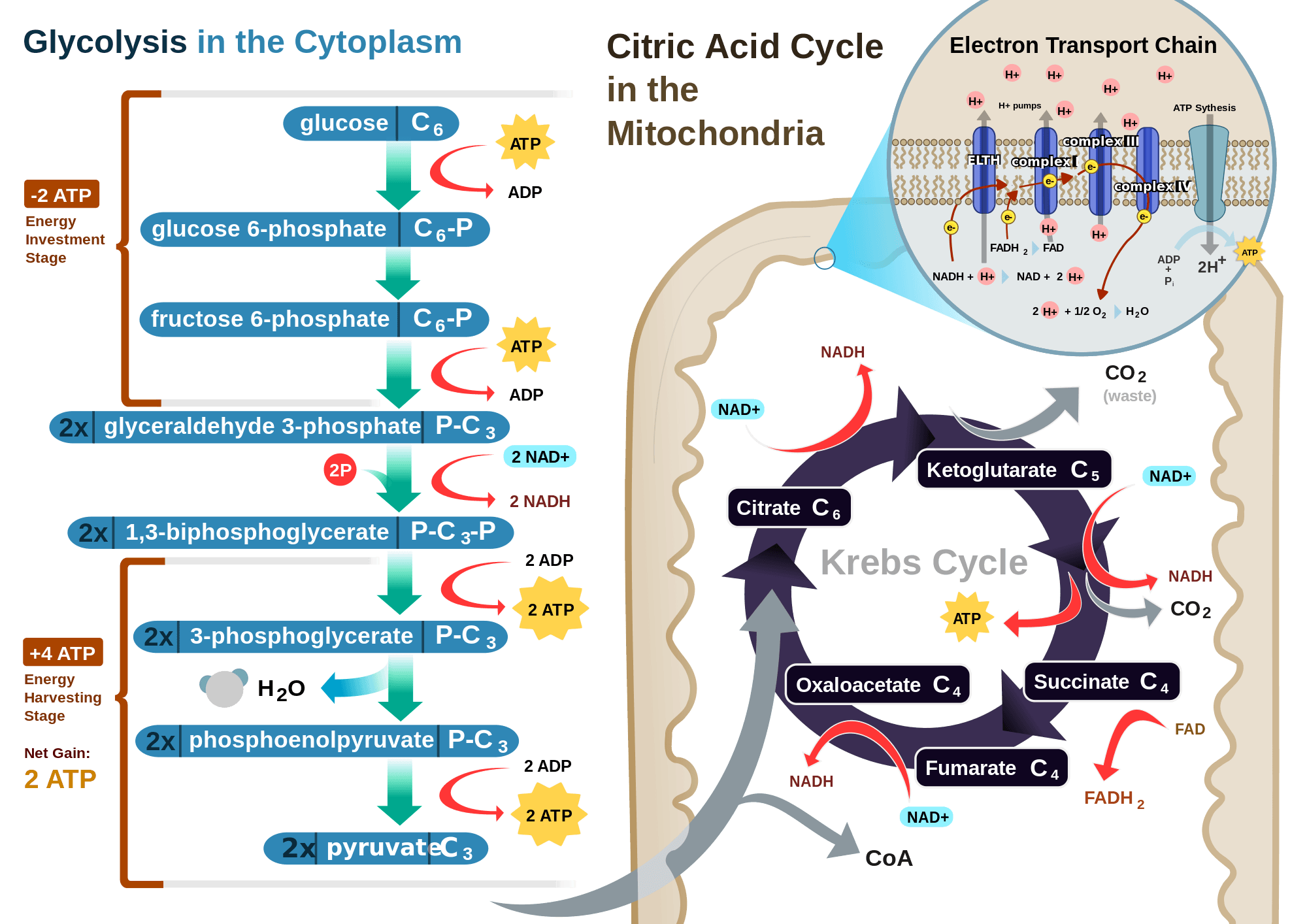 Glycolysis takes place in the cytoplasm, while the citric acid cycle takes place in mitochondria.