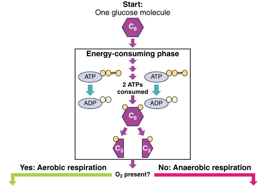 Glycolysis Cellular Respiration Summary Steps Expii