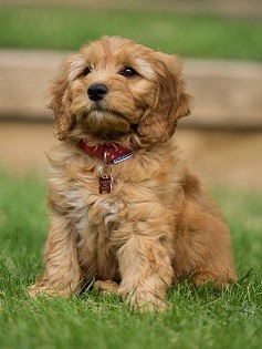 A cute puppy. 