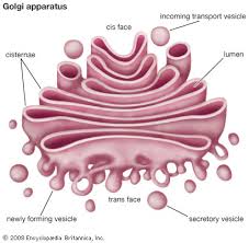Diagram of Golgi apparatus