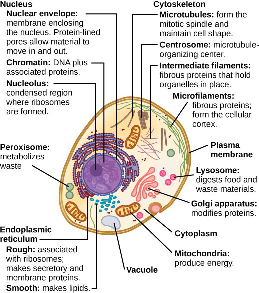 A cell with an arrow pointing towards the Golgi apparatus, labeled with the text "modifies proteins".