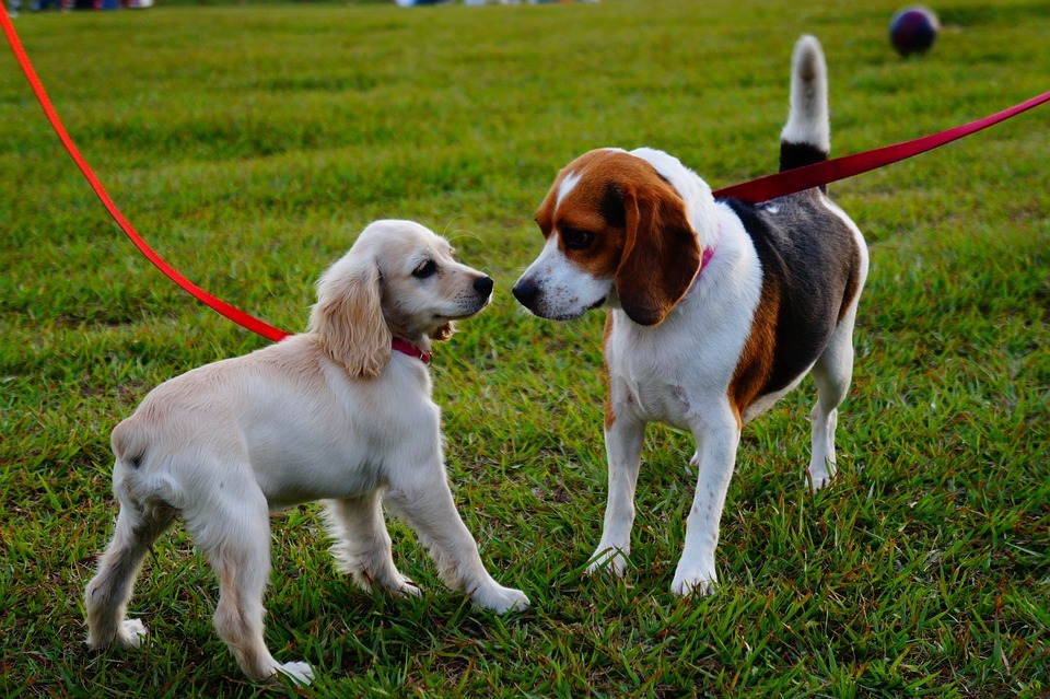 dogz
