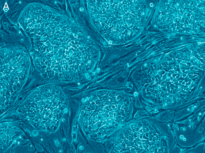 Human stem cells