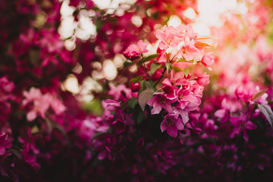 Zooming in on a bush filled with pink flowers