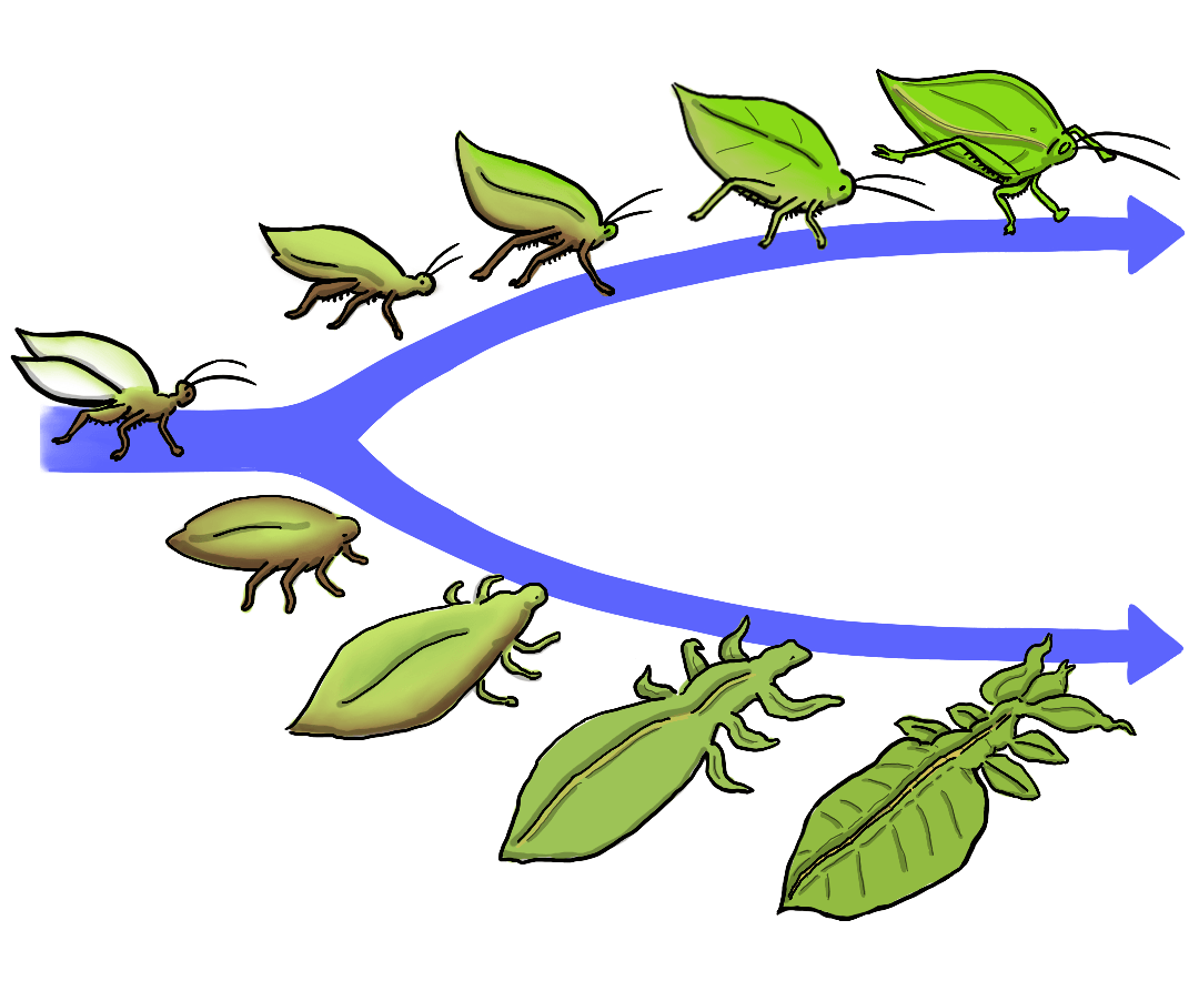 In the image, a vaguely greenish-brown ancestor bug is shown gradually evolving into two different leaf bug mimics over time. In gradualism, evolutionary change happens slowly, over many generations.