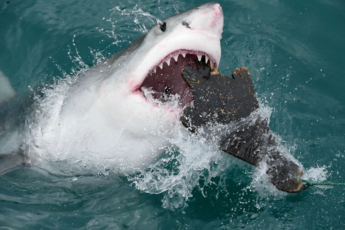 A great white shark catches a decoy seal in its mouth.