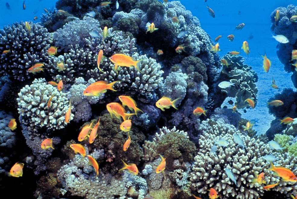 Coral reef