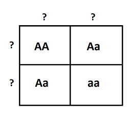 The upper left hand corner contains two upper case A's.  Directly below it is one upper case and one lower case A.  The upper right hand corner contains one upper case and one lower case A.  Right below it is two lower case a's. 