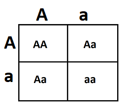 This is a punnett square for gene A. Both parents have the genotype capital A lowercase a.