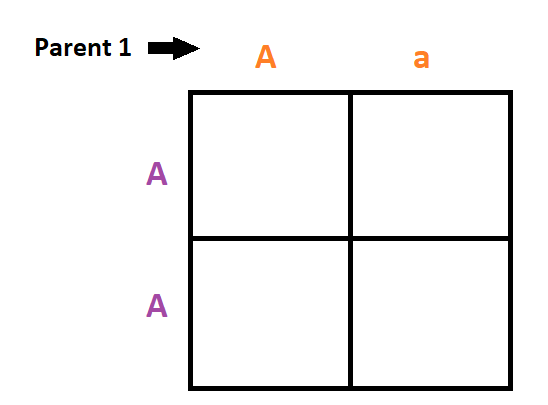 Parent one is heterozygous, while Parent 2 is homozygous dominant.