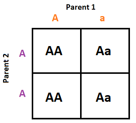 The top of the Punnet square is labeled parent 1.  Directly under it is labeled A and a.  On the left hand side, it is labeled Parent 2, A, and A.  The interior of the box is labeled AA, Aa, AA, and Aa. 