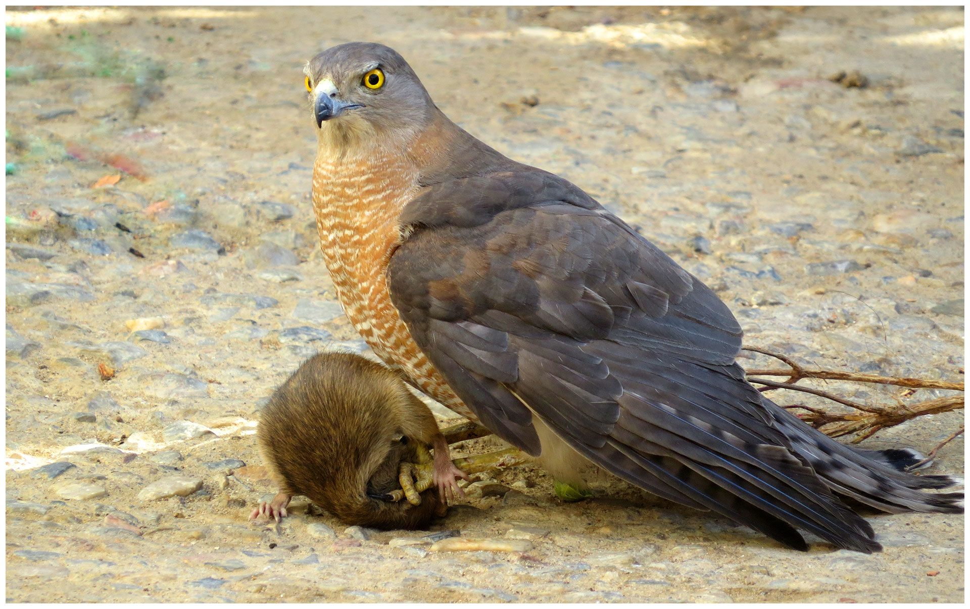 A hawk with its prey, a rat.