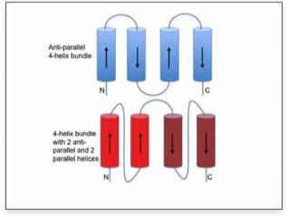 Two four-helix bundle diagrams drawn as cylinders with direction arrows: top (blue) labeled anti-parallel 4-helix bundle; bottom (red) labeled 2 anti-parallel and 2 parallel helices, with N and C ends marked.