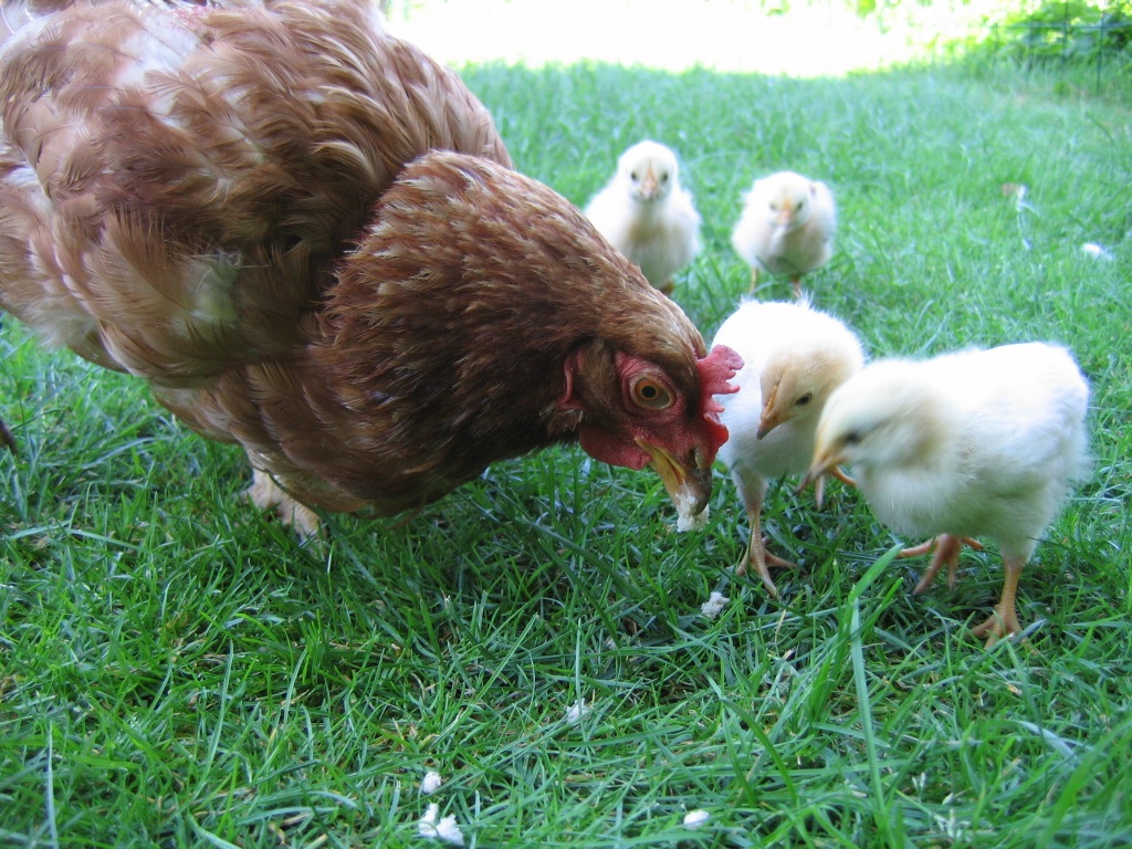 A mother hen and her four chicks
