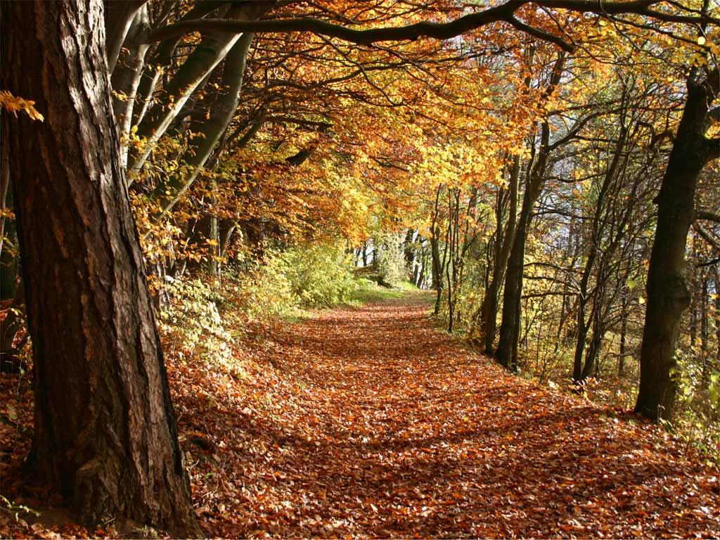 A trail in autumn.