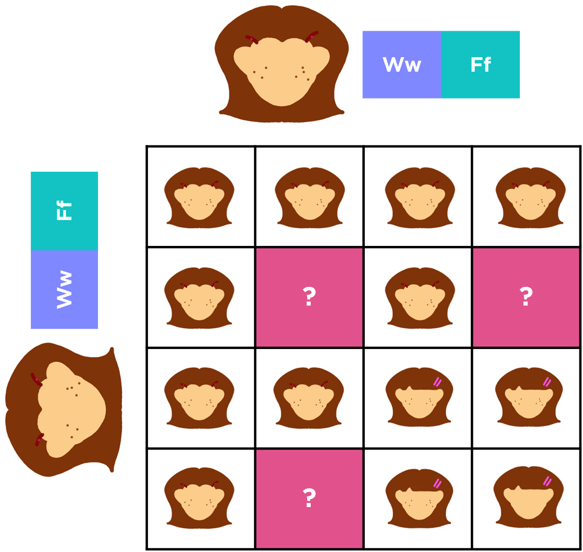 Dihybrid cross of two parents heterozygous for both traits
