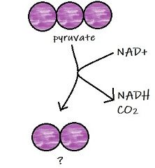 A diagram showing 3-carbon pyruvate reacting to form a 2-carbon molecule. The reaction uses NAD+ and produces NADH and carbon dioxide.