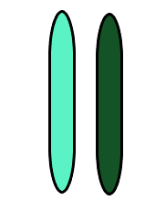 This is a pair of homologous chromosomes.
