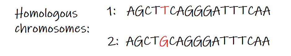 Sequences for a gene on two homologous chromosomes. Chromosome 1 has a sequence AGCTTCAGGGATTTCAA. Chromosome 2 has a sequence AGCTGCAGGGATTTCAA.