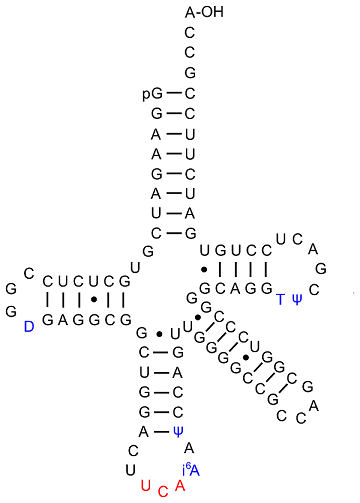 A diagram showing a clover leaf shaped RNA.