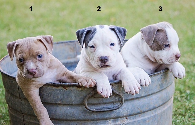 Three sweet puppies in a bucket.