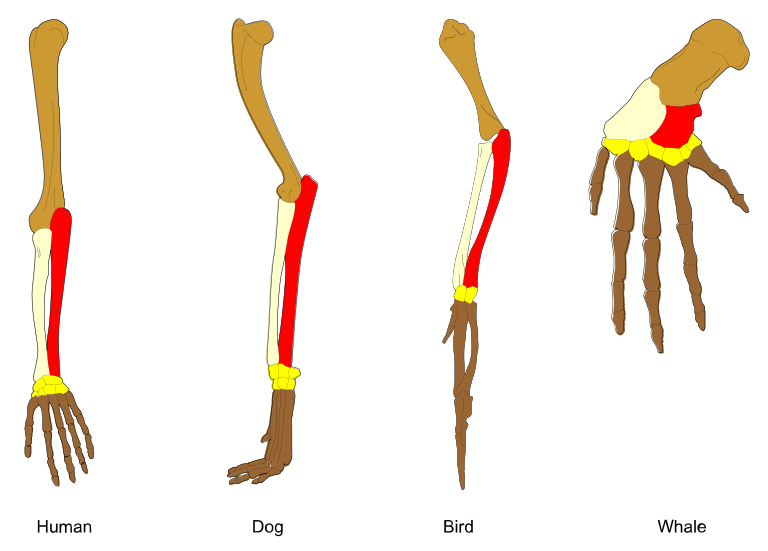 Human, dog, bird, and whale arm structures.