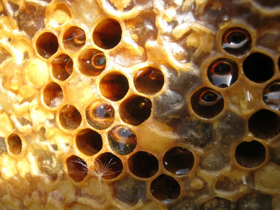 Bees use waxes to build their honeycombs.